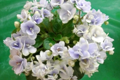 2020 Virtual Flower Show Section A – Gesneriads in Flower Class 10 – Old World Hybrids, Saintpaulia Hybrids
