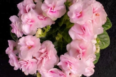 2020 Virtual Flower Show Section A – Gesneriads in Flower Class 10 – Old World Hybrids, Saintpaulia Hybrids