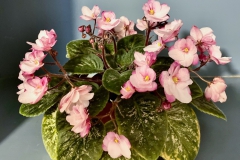 2020 Virtual Flower Show Section A – Gesneriads in Flower Class 10 – Old World Hybrids, Saintpaulia Hybrids
