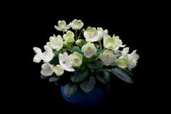 2020 Virtual Flower Show Section A – Gesneriads in Flower Class 10 – Old World Hybrids, Saintpaulia Hybrids