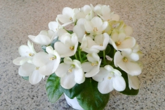 2020 Virtual Flower Show Section A – Gesneriads in Flower Class 10 – Old World Hybrids, Saintpaulia Hybrids