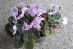 2020 Virtual Flower Show Section A – Gesneriads in Flower Class 10 – Old World Hybrids, Saintpaulia Hybrids