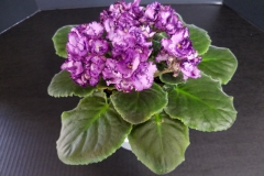 2020 Virtual Flower Show Section A – Gesneriads in Flower Class 10 – Old World Hybrids, Saintpaulia Hybrids
