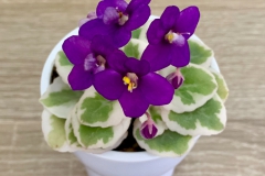 2020 Virtual Flower Show Section A – Gesneriads in Flower Class 10 – Old World Hybrids, Saintpaulia Hybrids