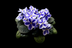 2020 Virtual Flower Show Section A – Gesneriads in Flower Class 10 – Old World Hybrids, Saintpaulia Hybrids