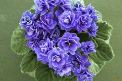 2020 Virtual Flower Show Section A – Gesneriads in Flower Class 10 – Old World Hybrids, Saintpaulia Hybrids