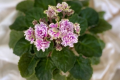2020 Virtual Flower Show Section A – Gesneriads in Flower Class 10 – Old World Hybrids, Saintpaulia Hybrids