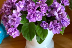 2020 Virtual Flower Show Section A – Gesneriads in Flower Class 10 – Old World Hybrids, Saintpaulia Hybrids