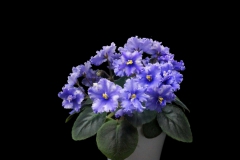 2020 Virtual Flower Show Section A – Gesneriads in Flower Class 10 – Old World Hybrids, Saintpaulia Hybrids