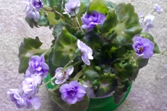 2020 Virtual Flower Show Section A – Gesneriads in Flower Class 10 – Old World Hybrids, Saintpaulia Hybrids