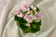 2020 Virtual Flower Show Section A – Gesneriads in Flower Class 10 – Old World Hybrids, Saintpaulia Hybrids