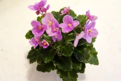 2020 Virtual Flower Show Section A – Gesneriads in Flower Class 10 – Old World Hybrids, Saintpaulia Hybrids