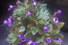 2020 Virtual Flower Show Section A – Gesneriads in Flower Class 10 – Old World Hybrids, Saintpaulia Hybrids