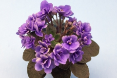 2020 Virtual Flower Show Section A – Gesneriads in Flower Class 10 – Old World Hybrids, Saintpaulia Hybrids