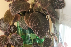 2020 Virtual Flower Show Section B – Gesneriads grown for Ornamental Value Other Than Flowers Class 11 – New World Gesneriads