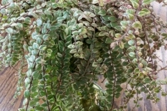 2020 Virtual Flower Show Section B – Gesneriads grown for Ornamental Value Other Than Flowers Class 11 – New World Gesneriads