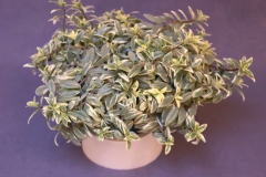 2020 Virtual Flower Show Section B – Gesneriads grown for Ornamental Value Other Than Flowers Class 11 – New World Gesneriads