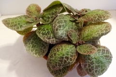 2020 Virtual Flower Show Section B – Gesneriads grown for Ornamental Value Other Than Flowers Class 11 – New World Gesneriads