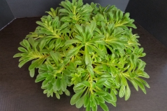 2020 Virtual Flower Show Section B – Gesneriads grown for Ornamental Value Other Than Flowers Class 12 – Old World Gesneriads