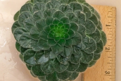 2020 Virtual Flower Show Section B – Gesneriads grown for Ornamental Value Other Than Flowers Class 12 – Old World Gesneriads