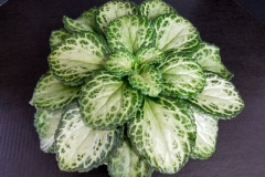 2020 Virtual Flower Show Section B – Gesneriads grown for Ornamental Value Other Than Flowers Class 12 – Old World Gesneriads