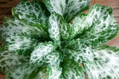 2020 Virtual Flower Show Section B – Gesneriads grown for Ornamental Value Other Than Flowers Class 12 – Old World Gesneriads