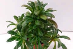 2020 Virtual Flower Show Section B – Gesneriads grown for Ornamental Value Other Than Flowers Class 12 – Old World Gesneriads