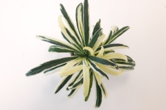 2020 Virtual Flower Show Section B – Gesneriads grown for Ornamental Value Other Than Flowers Class 12 – Old World Gesneriads