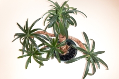 2020 Virtual Flower Show Section B – Gesneriads grown for Ornamental Value Other Than Flowers Class 12 – Old World Gesneriads