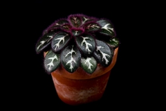 2020 Virtual Flower Show Section B – Gesneriads grown for Ornamental Value Other Than Flowers Class 12 – Old World Gesneriads
