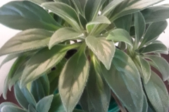 2020 Virtual Flower Show Section B – Gesneriads grown for Ornamental Value Other Than Flowers Class 12 – Old World Gesneriads