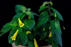 2020 Virtual Flower Show Section C – Seldom Seen Gesneriads Class 13 – Species in flower