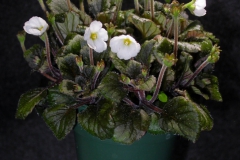 2020 Virtual Flower Show Section C – Seldom Seen Gesneriads Class 13 – Species in flower 2020 Virtual Flower Show Section C – Seldom Seen Gesneriads Class 13 – Species in flower