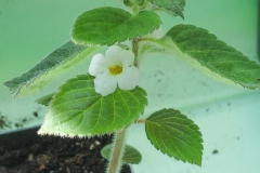 2020 Virtual Flower Show Section C – Seldom Seen Gesneriads Class 13 – Species in flower