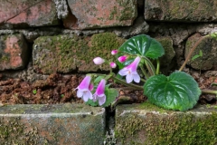 2020 Virtual Flower Show Section C – Seldom Seen Gesneriads Class 13 – Species in flower