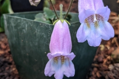 2020 Virtual Flower Show Section C – Seldom Seen Gesneriads Class 13 – Species in flower