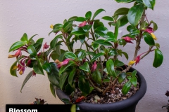 2020 Virtual Flower Show Section C – Seldom Seen Gesneriads Class 13 – Species in flower
