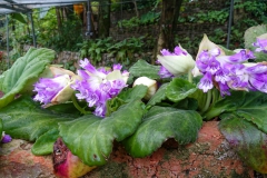 2020 Virtual Flower Show Section C – Seldom Seen Gesneriads Class 13 – Species in flower 2020 Virtual Flower Show Section C – Seldom Seen Gesneriads Class 13 – Species in flower