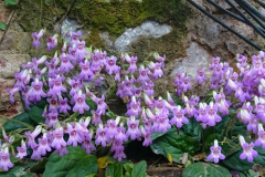 2020 Virtual Flower Show Section C – Seldom Seen Gesneriads Class 13 – Species in flower 2020 Virtual Flower Show Section C – Seldom Seen Gesneriads Class 13 – Species in flower