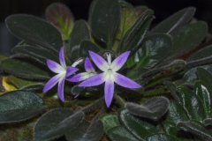 2020 Virtual Flower Show Section C – Seldom Seen Gesneriads Class 13 – Species in flower