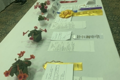 Sinningia classes