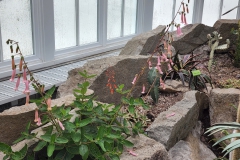 Some sinningia plantings