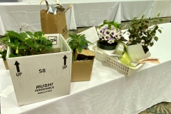 Last of the show plants boxed up ready to travel