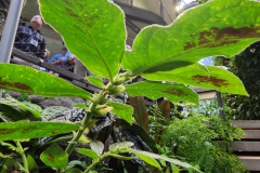 First gesneriad inside to greet the group – Columnea sanguinea