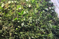 Densely planted wall garden with some gesneriads visible