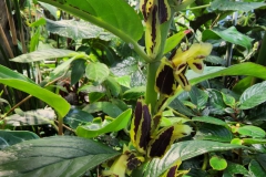 Columnea picta – note the red leaf tips and the showy calyces