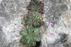 Primulina huuliensis, a new species found on the Vietnam trip