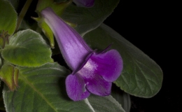 Sinningia speciosa Avenida Niemeyer exhibited by Dave Zaitlin