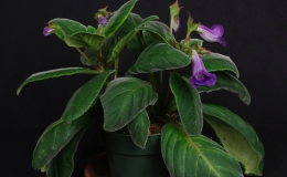 Sinningia speciosa Avenida Niemeyer exhibited by Dave Zaitlin