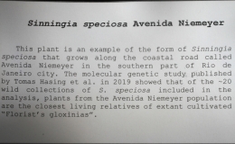 Sinningia speciosa Avenida Niemeyer exhibited by Dave Zaitlin